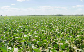 Janela de plantio de soja nas várzeas tropicais é prorrogada até o dia 5 de junho