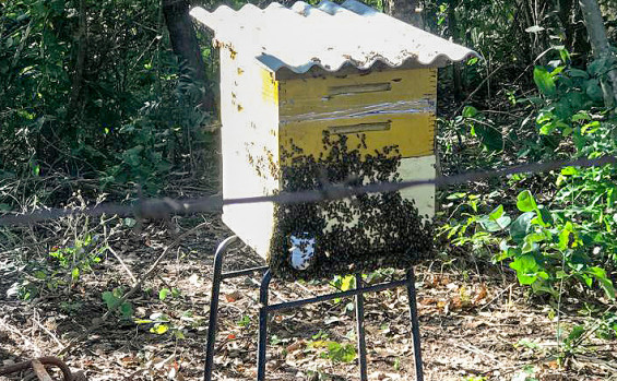 Ruraltins renova parceria com o Colégio Estadual Agropecuário de Natividade em visita técnica ao projeto instalado de apicultura