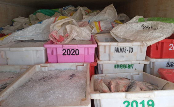 Operação do Naturatins apreende 7,2 mil kg de pescado no extremo norte do Estado