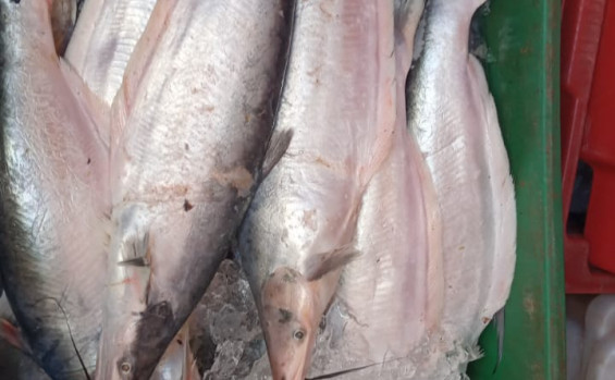 Operação do Naturatins apreende 7,2 mil kg de pescado no extremo norte do Estado