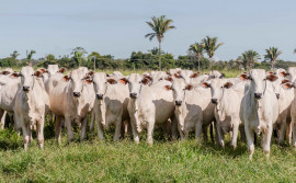 Tocantins recebe do Ministério da Agricultura reconhecimento nacional de livre da febre aftosa sem vacinação