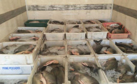 Durante operação Malha Fina, Naturatins apreende mais de 10 mil metros de rede e duas toneladas de pescado