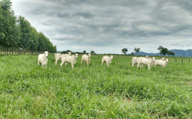 Secretaria da Agricultura e parceiros abrem inscrições para a Rota da Pecuária no Tocantins