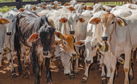Produtores rurais devem vacinar bezerras entre três e oito meses de idade contra a brucelose até 30 de junho