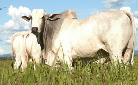 Governo do Tocantins inicia atividades da Rota da Pecuária para troca de experiências com produtores