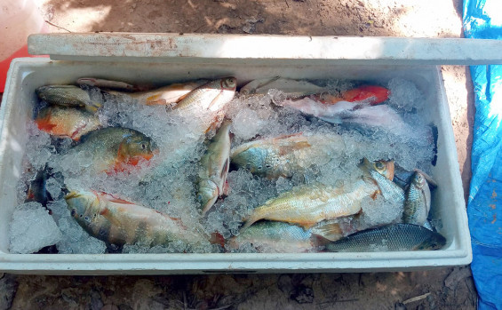 Ações de fiscalização no Parque Estadual do Cantão resultam na apreensão de pescado e abordagens em embarcações 