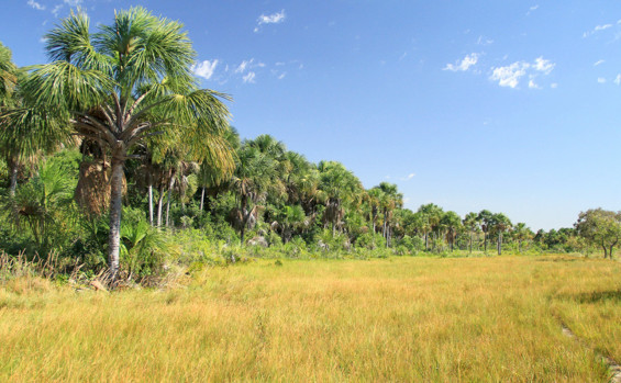 Governo do Tocantins reedita Instrução Normativa sobre o capim-dourado e o buriti