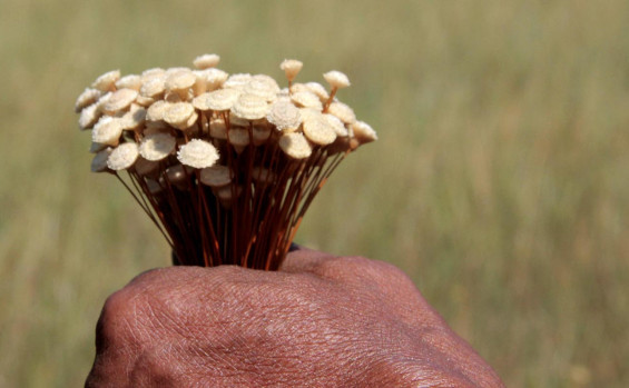 Governo do Tocantins reedita Instrução Normativa sobre o capim-dourado e o buriti