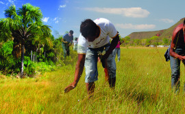 Governo do Tocantins reedita Instrução Normativa sobre o capim-dourado e o buriti