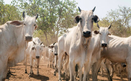 Governo do Tocantins prepara estratégias para declaração do rebanho na Ilha do Bananal e vigilância contra febre aftosa