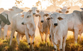 Com defesa sanitária forte, Governo do Tocantins registra crescimento nas áreas do plantio de soja e do rebanho bovino
