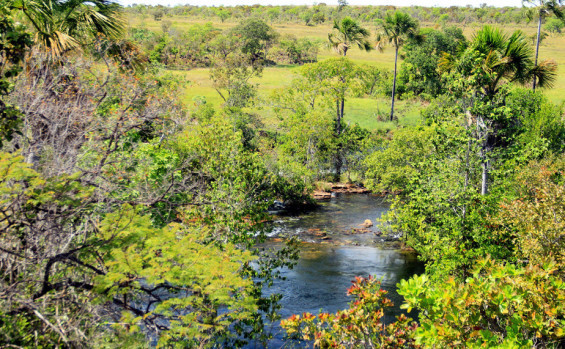 Na vanguarda do mercado voluntário internacional de carbono florestal e agenda ambiental consolidada, Governo do Tocantins leva o Estado rumo ao desenvolvimento econômico de maneira sustentável 