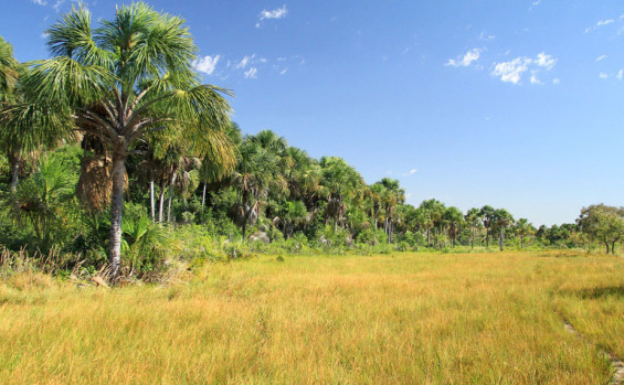 Naturatins orienta sobre fim do prazo para emissão de licença de manejo do capim-dourado e buriti que encerra na próxima segunda-feira, 31