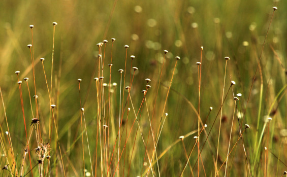 Naturatins orienta sobre fim do prazo para emissão de licença de manejo do capim-dourado e buriti que encerra na próxima segunda-feira, 31