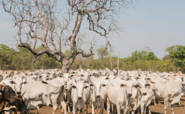Prazo para declaração de informações pecuárias na Ilha do Bananal começa nesta terça-feira, 1° de agosto