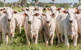 Adapec disponibiliza módulo de consulta pública das Guias de Trânsito Animal 