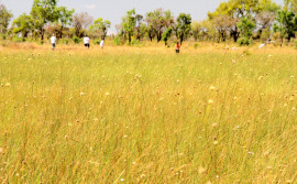 Fiscalização do Naturatins está no Jalapão para coibir colheita antecipada do capim-dourado e a biopirataria