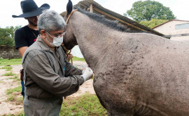 Defesa Agropecuária do Tocantins atualiza medidas para melhorar sanidade e trânsito de equídeos