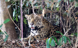 Naturatins realiza Semana Silvestre de 14 a 18 de agosto