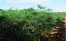 Governo do Tocantins promove 2° Dia Técnico da Cadeia da Mandioca