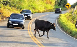 Governo do Tocantins alerta pecuaristas e motoristas sobre risco de acidentes com animais nas rodovias estaduais
