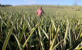 Governo do Tocantins e parceiros promovem 3° Dia Técnico de Abacaxi em Barrolândia
