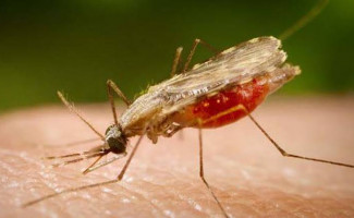 Saúde promove capacitação sobre doenças tropicais negligenciadas