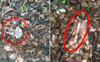 Em Formoso do Araguaia, Polícia Civil recolhe ossada humana no interior da Ilha do Bananal