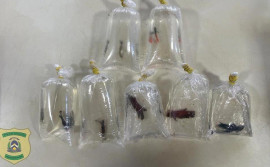 Naturatins atende denúncia de remessa postal de peixes ornamentais