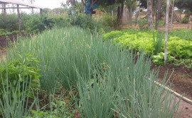 Desenvolvido pelo Governo do Tocantins, programa Mesa Farta garante alimentos e geração de renda para 10 mil agricultores familiares no Estado