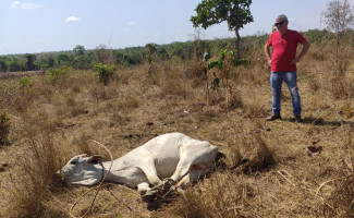 Em Pugmil, Polícia Civil recupera cabeças de gado furtadas em Monte Santo