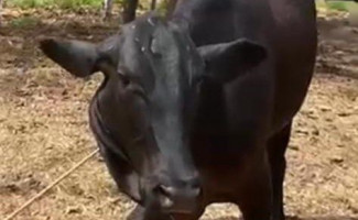 Polícia Civil recupera mais uma cabeça de gado furtada em Paraíso do Tocantins