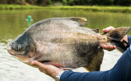 Adapec desburocratiza trânsito para animais aquáticos
