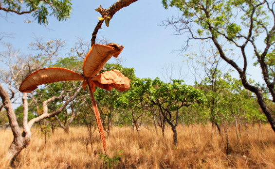Cerrado é considerado um hotspot por possuir uma biodiversidade extremamente rica e, ao mesmo tempo, ameaçada de extinção - Marcel de Paula/Governo do Tocantins