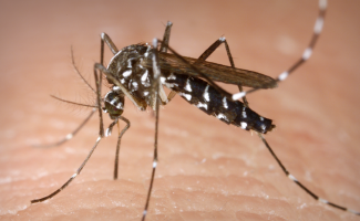 Saúde faz alerta à população para o aumento dos casos de Zika