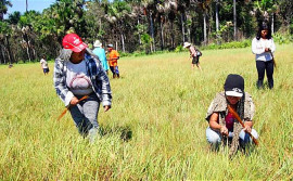 Com apoio do Governo do Tocantins, Festa da Colheita do capim-dourado ressalta arte difundida por Dona Miúda