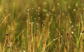 Festa da Colheita do Capim-Dourado inicia nesta sexta-feira, 15
