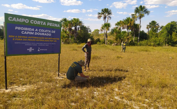 Festa da Colheita do Capim-dourado inicia nesta sexta-feira,15