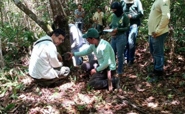 Fauna do Parque Estadual do Lajeado conta com programa de monitoramento