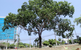 Dia da árvore: Tocantins conta com espécies protegidas por lei