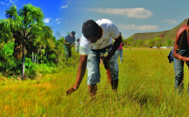 Naturatins autoriza a coleta do capim-dourado no Tocantins