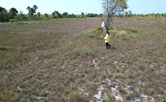 Governo do Tocantins intensifica ações de fiscalização nos campos de capim-dourado