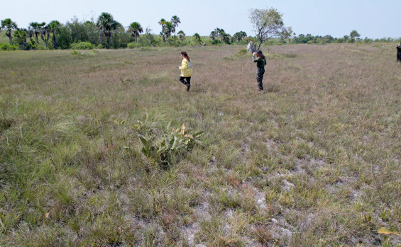 Governo do Tocantins intensifica ações de fiscalização nos campos de capim-dourado