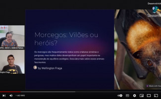 SES-TO promove webinar para debater mitos e verdades sobre morcegos