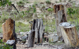 Governo do Tocantins celebra os 23 anos do Monumento Natural das Árvores Fossilizadas do Estado