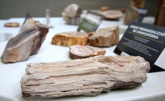 Governo do Tocantins celebra os 23 anos do Monumento Natural das Árvores Fossilizadas do Estado