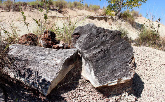 Governo do Tocantins celebra os 23 anos do Monumento Natural das Árvores Fossilizadas do Estado