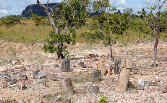 Governo do Tocantins celebra os 23 anos do Monumento Natural das Árvores Fossilizadas do Estado