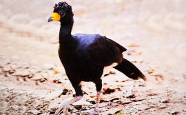 Naturatins e parceiros localizam ave em risco de extinção durante expedição do Plano de Ação do Meio-Norte