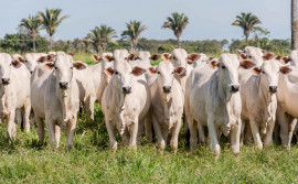 Governo do Tocantins orienta produtores para a campanha de declaração obrigatória de animais que começa dia 1° de novembro